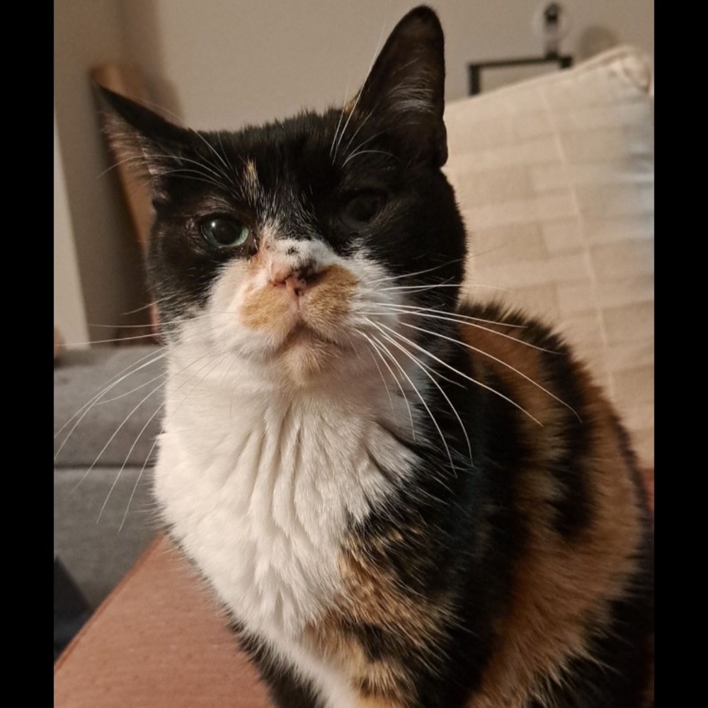 Meet your Posher, Sylvia